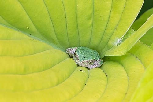 Gray Treefrog (Hyla versicolor) in hosta leaf-Marion County-Illinois Photography Print